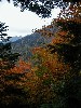 ntrees2.jpg
