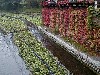 wasabiandfallcolors.jpg