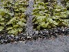 wasabiplant.jpg