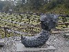 wasabistatue.jpg