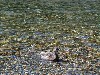 duck1.jpg