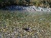 duck2.jpg