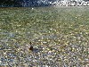 duck3.jpg