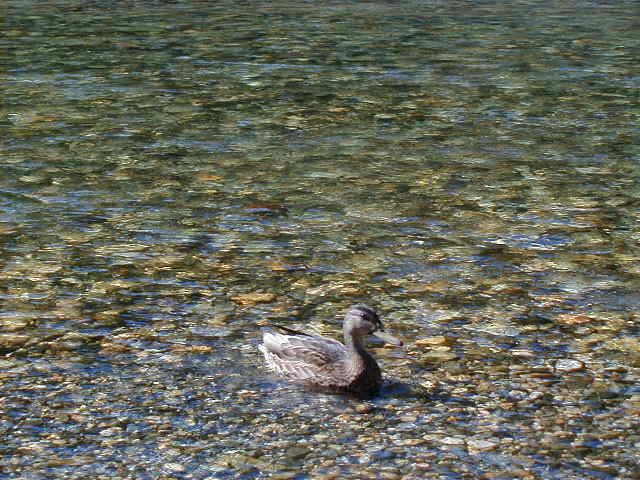 duck1.jpg, 63158 bytes, 1/1/1998