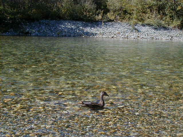 duck2.jpg, 63368 bytes, 1/1/1998