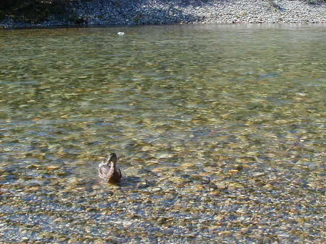 duck3.jpg, 63703 bytes, 1/1/1998