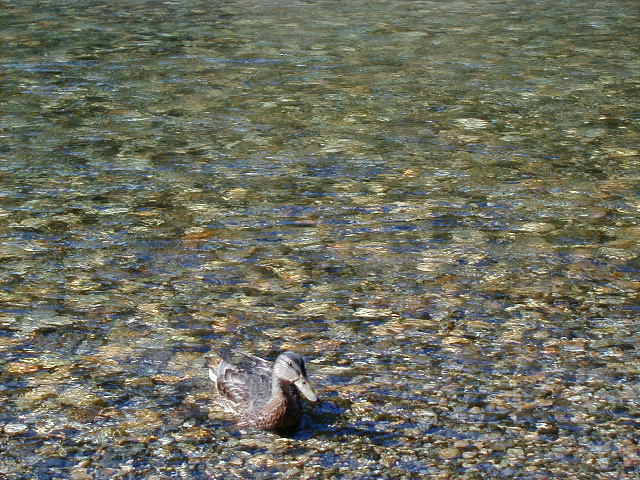 duck4.jpg, 63805 bytes, 1/1/1998