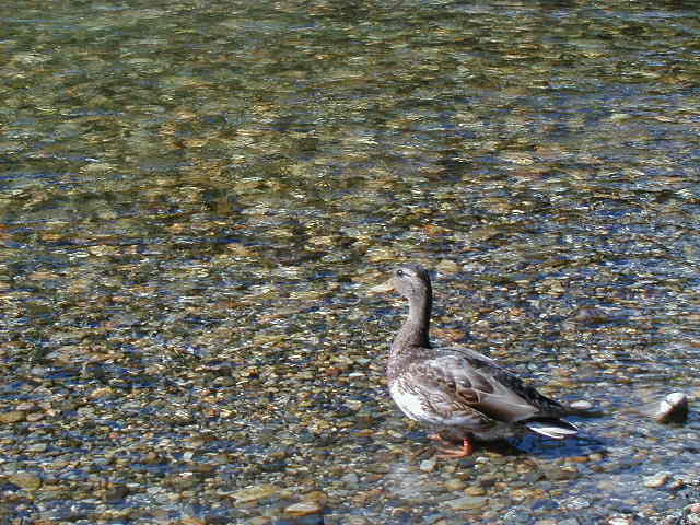 duck5.jpg, 62699 bytes, 1/1/1998