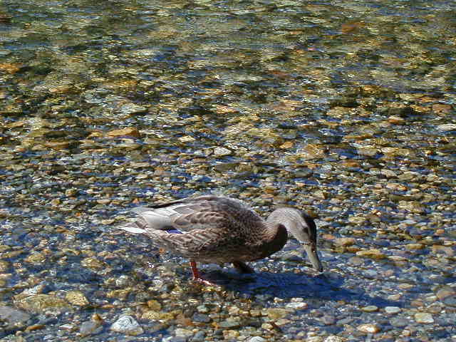 duck6.jpg, 62611 bytes, 1/1/1998