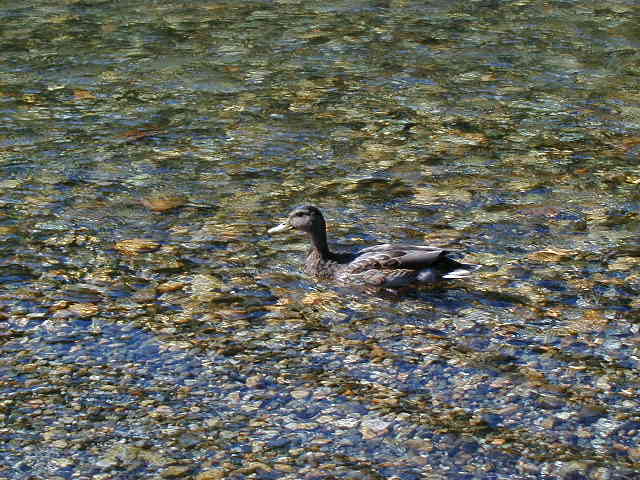 duck7.jpg, 61255 bytes, 1/1/1998