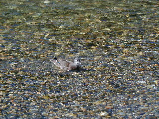 duck8.jpg, 61631 bytes, 1/1/1998