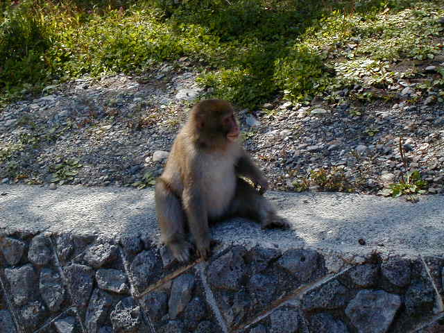 kamimonkey.jpg, 62050 bytes, 1/1/1998