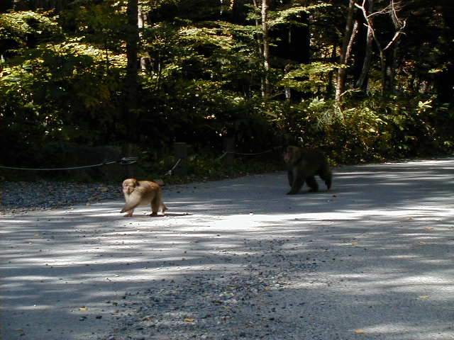 kamimonkey4.jpg, 62920 bytes, 1/1/1998