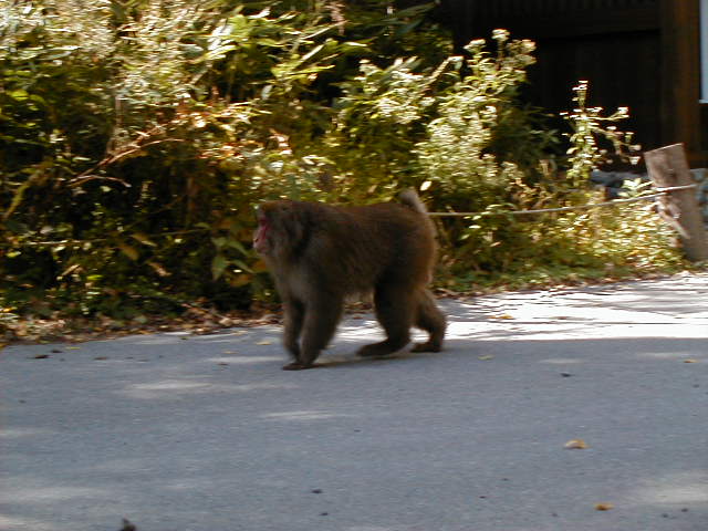 kamimonkey5.jpg, 61241 bytes, 1/1/1998