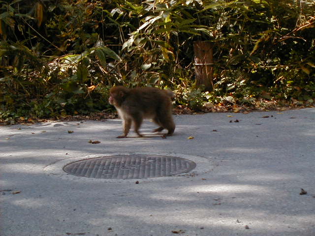 kamimonkey6.jpg, 62748 bytes, 1/1/1998