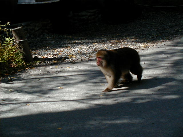 kamimonkey7.jpg, 56352 bytes, 1/1/1998