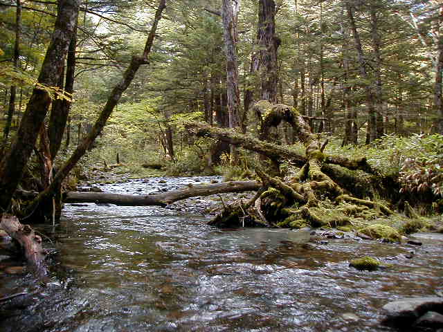 kamimoss1.jpg, 59613 bytes, 1/1/1998