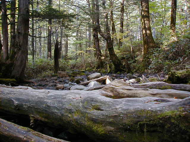 kamimoss2.jpg, 63742 bytes, 1/1/1998