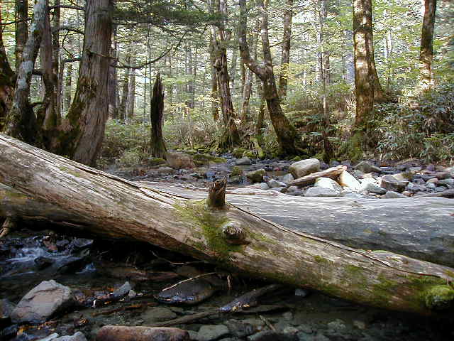 kamimoss3.jpg, 63969 bytes, 1/1/1998