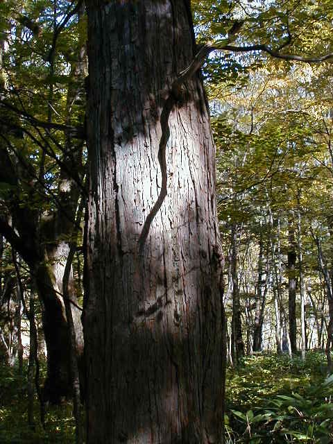 kamishadow.jpg, 92092 bytes, 10/9/2000