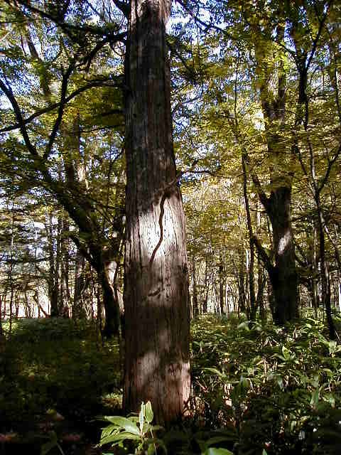 kamishadow3.jpg, 98981 bytes, 10/9/2000