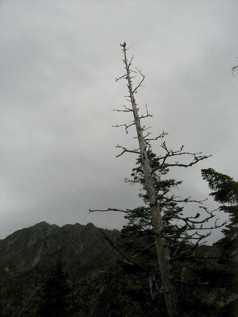 ntree.jpg, 42223 bytes, 10/14/2000