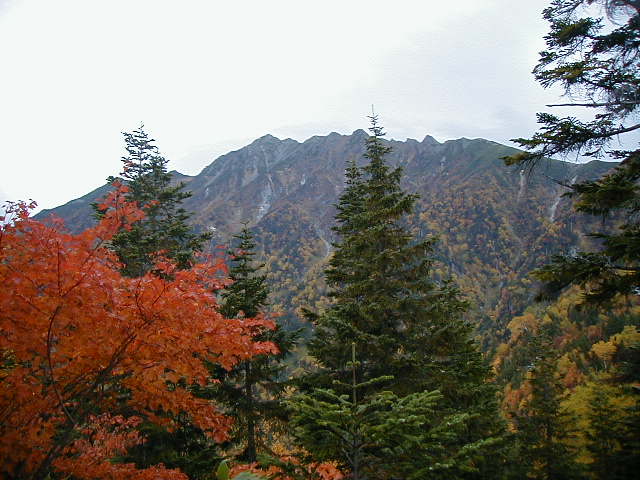 ntrees.jpg, 62171 bytes, 10/8/2000
