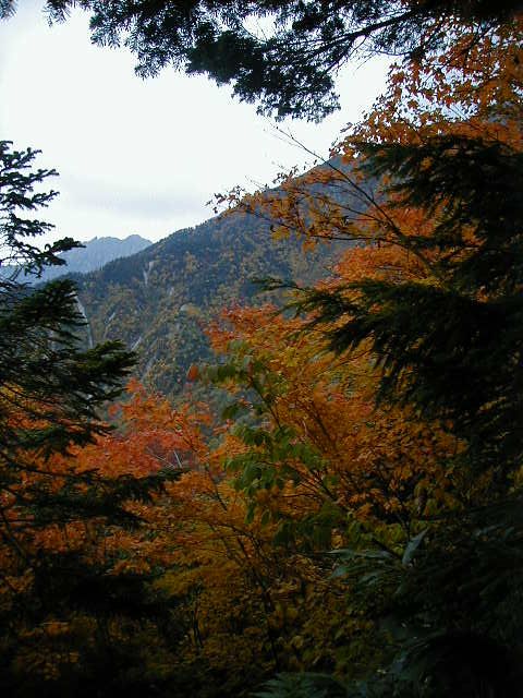ntrees2.jpg, 75332 bytes, 10/9/2000