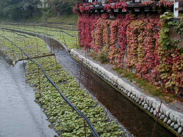 wasabiandfallcolors.jpg, 63142 bytes, 10/9/2000