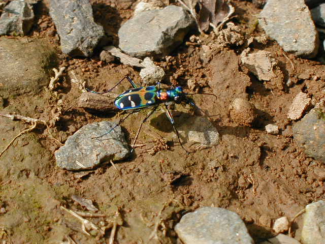 coolinsect.jpg, 64076 bytes, 1/1/1998