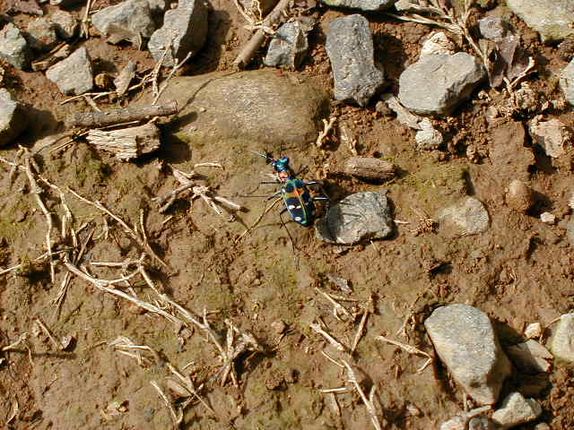 coolinsect3.jpg, 62440 bytes, 1/1/1998