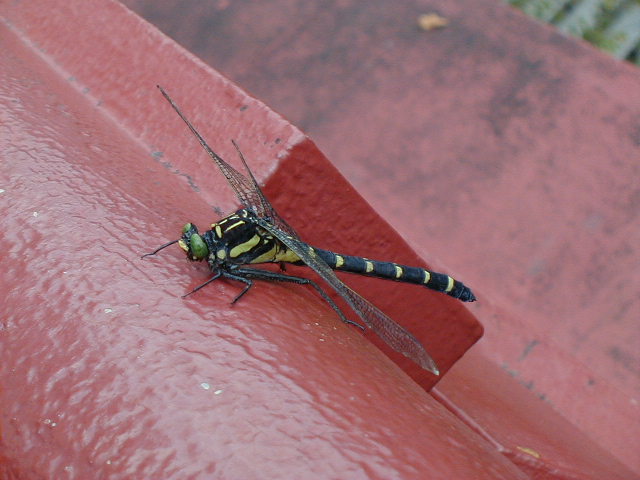 dragonfly.jpg, 61173 bytes, 1/1/1998