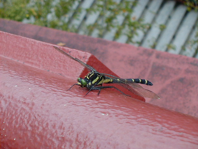 dragonfly2.jpg, 61178 bytes, 1/1/1998