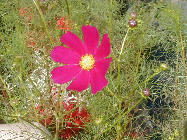 flower2.jpg, 64601 bytes, 1/1/1998