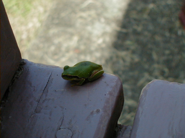 frog.jpg, 57985 bytes, 1/1/1998