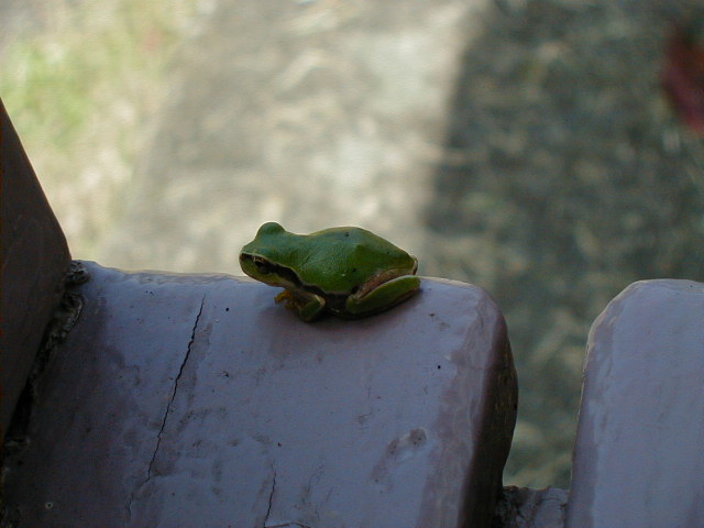 frog2.jpg, 59954 bytes, 1/1/1998