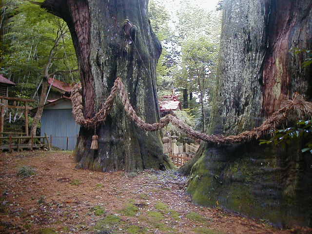 bigtree2.jpg, 62959 bytes, 1/1/1998