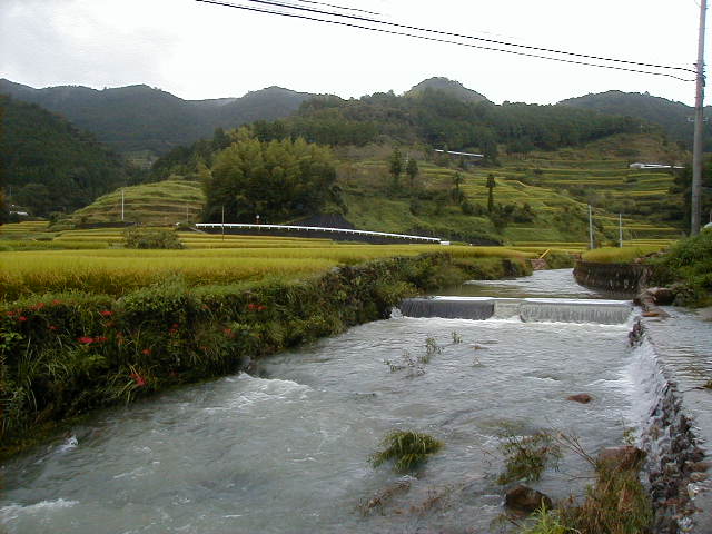 rice2.jpg, 59825 bytes, 1/1/1998