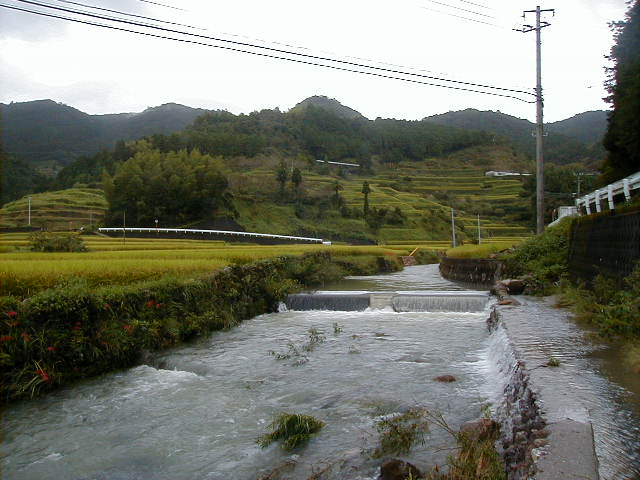 rice3.jpg, 59186 bytes, 1/1/1998