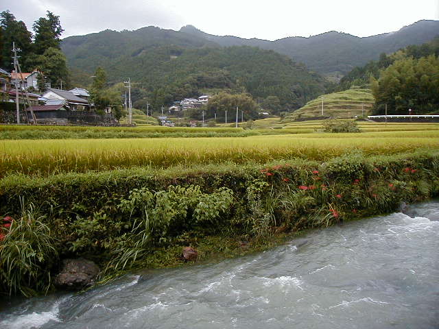 rice4.jpg, 64149 bytes, 1/1/1998