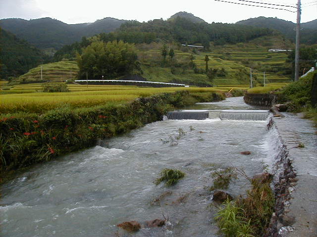 rice5.jpg, 60293 bytes, 1/1/1998