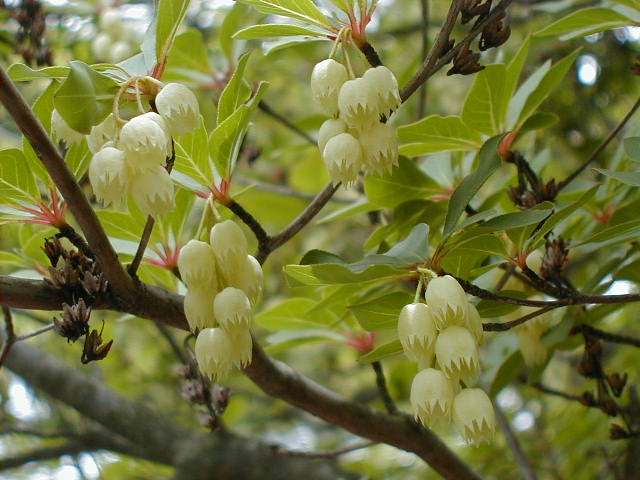 awazeliatree2.jpg, 61771 bytes, 2001/05/20