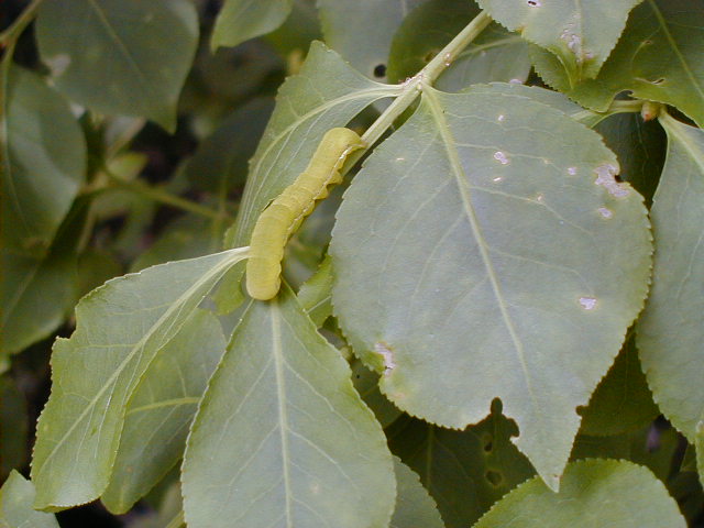 awcaterpiller.jpg, 64795 bytes, 2001/05/20