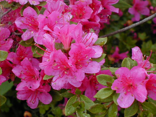 awflower.jpg, 62263 bytes, 2001/05/20