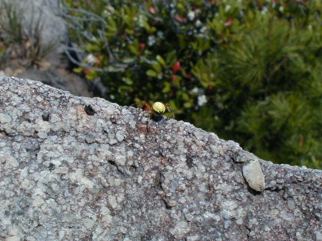 awspider.jpg, 62811 bytes, 1998/01/01