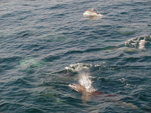 dolphin10.jpg, 63455 bytes, 1998/01/01