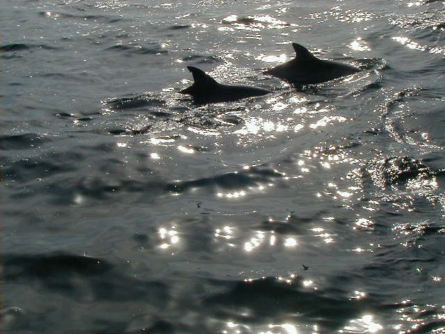 dolphin11.jpg, 62652 bytes, 1998/01/01