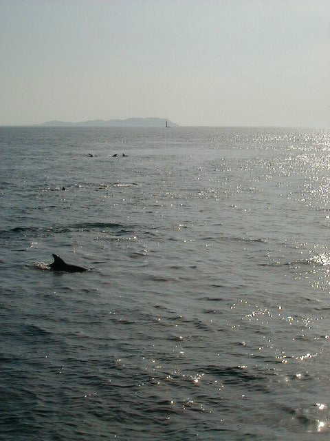 dolphin12.jpg, 37566 bytes, 2001/05/20