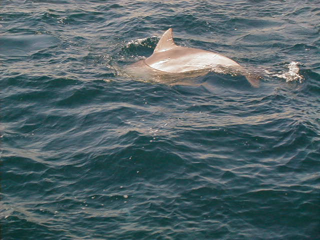 dolphin13.jpg, 61635 bytes, 1998/01/01