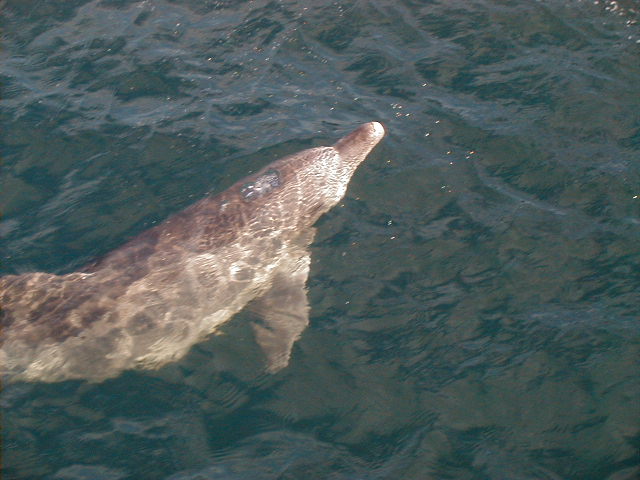 dolphin14.jpg, 64589 bytes, 1998/01/01